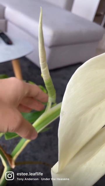 Monstera Albo смотреть онлайн