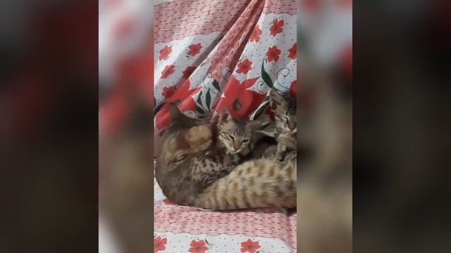 Kittens love their mom and sleep on her stomach.