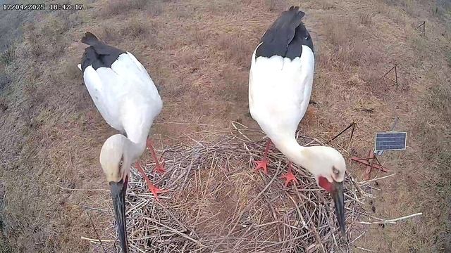 Дальневосточные аисты в гнезде. Борьба самок за самца и гнездо. смотреть онлайн