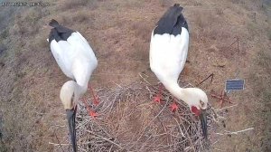 Дальневосточные аисты в гнезде. Борьба самок за самца и гнездо.