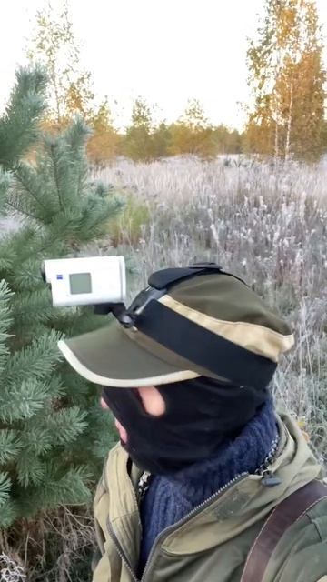 Тетерев. Охота на тетерева с манком #Shorts смотреть онлайн