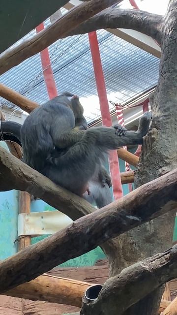 Такого видела