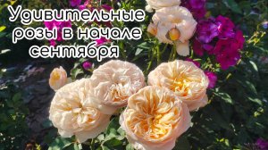 Удивительные розы в начале сентября