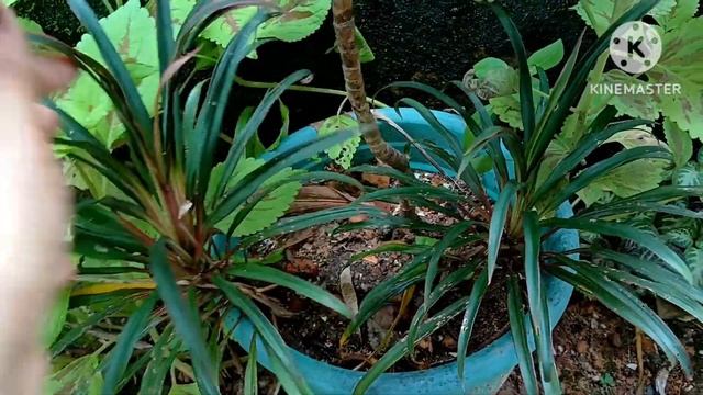 Maintenance Free Plants. Permanent plants. Easy GARDENING with *no fertilizer* plants.
