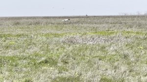 Uncompromising Gavel