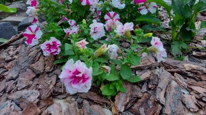 Мой первый опыт мульчирования корой