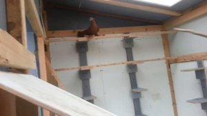 Мои голуби из мини голубятни, Meine Tauben aus dem Mini Taubenschlag, My pigeons from the mini loft