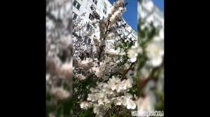 КОГДА ЯБЛОНИ В ЦВЕТУ В ТОЛЬЯТТИ-YOUTUBE