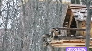 ТОЛЬЯТТИ ПЕСТРЫЙ ДЯТЕЛ ВАС ЖДЕТ В ЛЕСУ |ТОЛЬЯТТИ-YOUTUBE