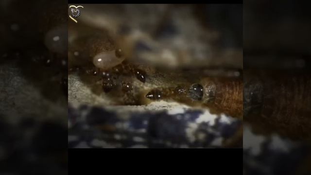 Они ТОРЧКИ - от СОКА ГУСЕНИЦ смотреть онлайн