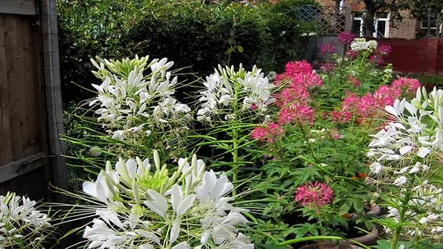 MY GARDEN 2017 - CLEOME FLOWERS смотреть онлайн