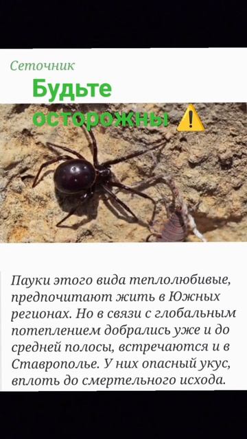 БУДЬТЕ ОСТОРОЖНЫ  ПОЖАЛУЙСТА У МОЕЙ УЧИТЕЛЬНИЦЫ ТАК ПОДРУГУ УКУСИЛ ЭТОТ ПАУК