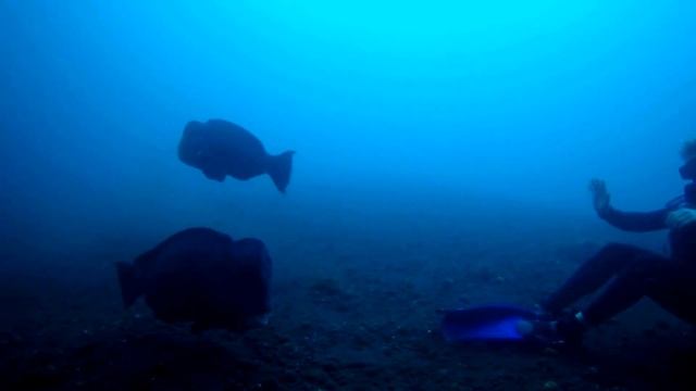 SCUBA DIVING INDONESIA & PHILIPPINES 2016