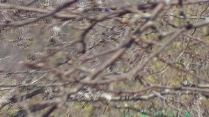 Зацвела ива