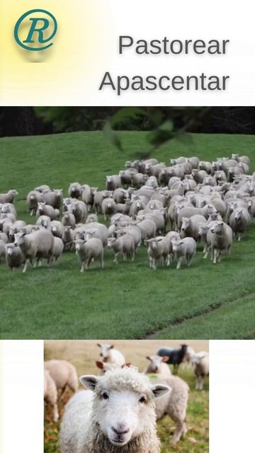 Origem da palavra 'PASTOR' - Apascentar смотреть онлайн