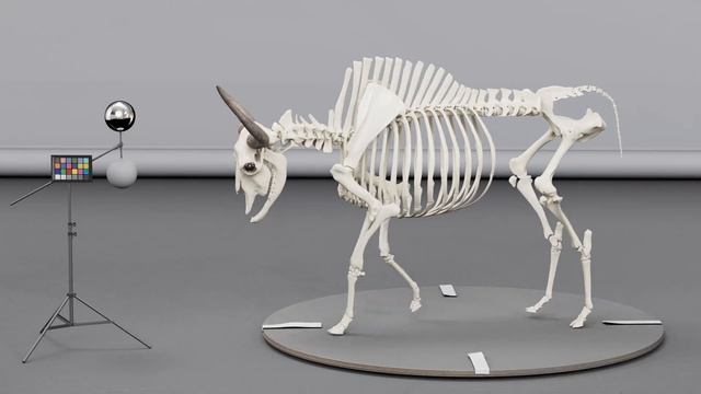 3D European Bison Skeleton Turntable смотреть онлайн