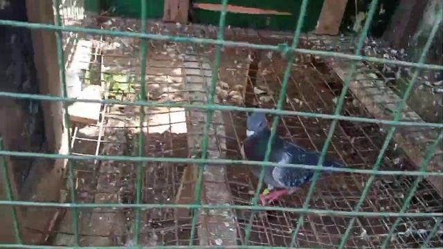 KALAPATING HINAGIS SA JAPAN UMUUBOS NG PREMYO SA CLUB. CHAMPION 🏆 TALAGA! смотреть онлайн