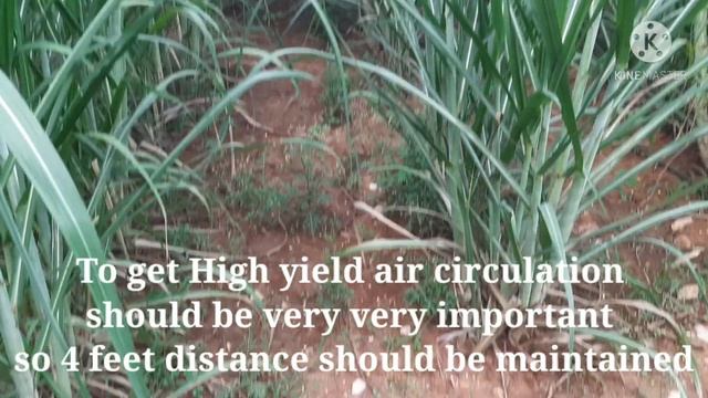 How to grow sugarcane faster