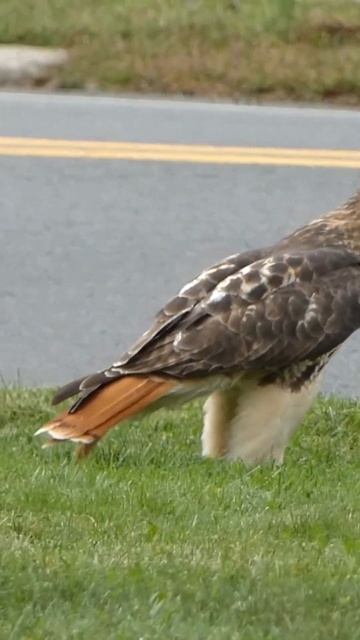 Red Tailed Hawk Close Up #shorts смотреть онлайн