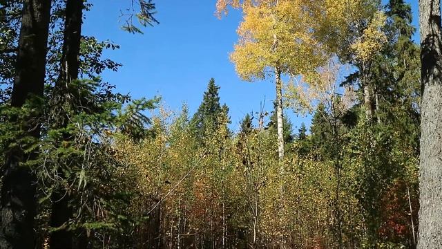 Шум осени смотреть онлайн