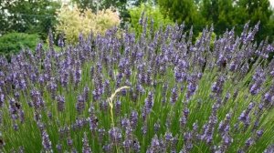 Лаванда, исцеляющие свойства и рецепты #фитотерапия #лаванда #здоровье