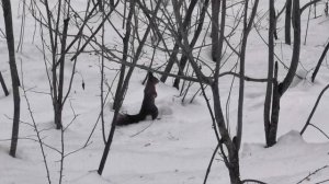 Беличьи запасы