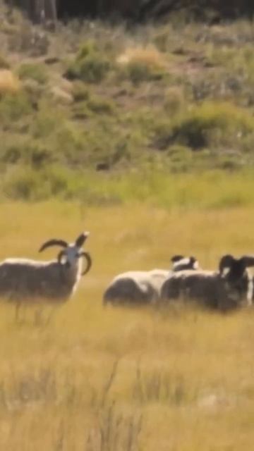 Four-Horn Sheep in Argentina смотреть онлайн