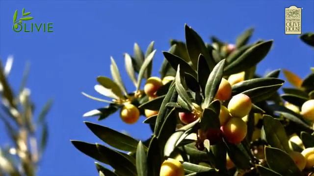 OLIVIE PLUS 30X   - Olive House смотреть онлайн