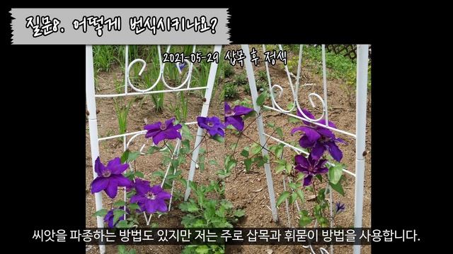 클레마티스 키우기 Q&A | 12문 12답 | 노지월동, 가지치기, 삽목, 휘묻이, 지지대, 거름, 그늘 | Everything about growing clematis