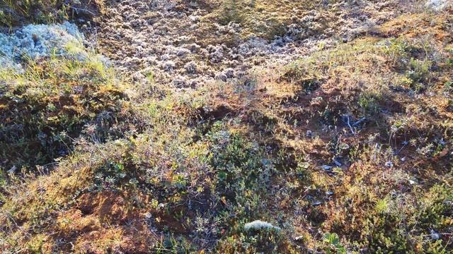 Одним вечером в августе. Часть 2. Цветочки уже были, пора ягодок смотреть онлайн