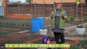 Тли на розах больше не будет! Самые эффективные средства от тлей