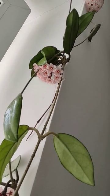 #хойя #лиана #hoya смотреть онлайн