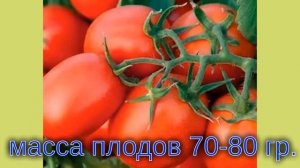 Советую! Замечательные томаты, которые сажаю в Подмосковье