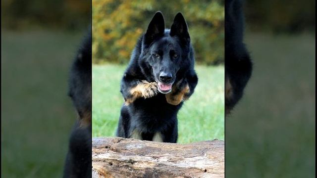 Пародия на песню Барби Гёрл. смотреть онлайн