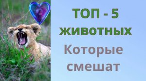 Топ 5 животных которые смешат