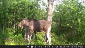 Поставил  солонец и фотоловушку, и вот первые посетители.