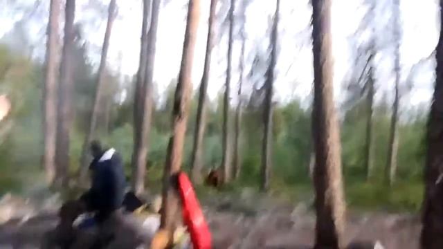 Встреча туристов с медведем в Умбе смотреть онлайн