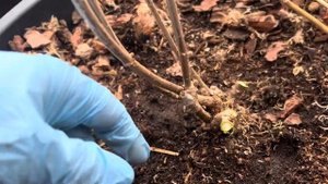 Обрезка метельчатой гортензии Грандифлора