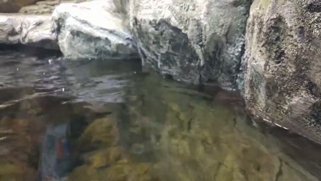 Океанариум Екатеринбурга смотреть онлайн