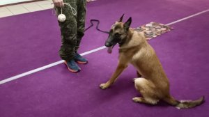 432. Дрессировка щенка бельгийской овчарки (малинуа).