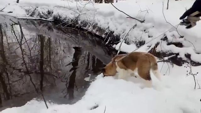 Яра и утки смотреть онлайн