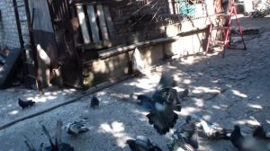 ГОЛУБИ      ДЕД   ВАСИЛИЙ       0990097941