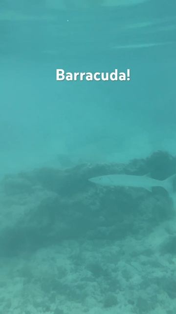 Barracuda! #viral #foryou #fish #youtubeshorts #youtube смотреть онлайн
