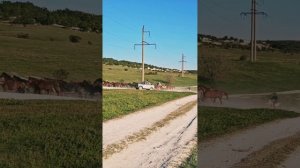 Перегон лошадей.Крым-Белая Скала