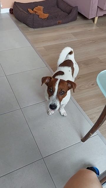 Ни минуты покоя #jackrussell #собака #джекрассел #собаки #животные #дрт #pets смотреть онлайн