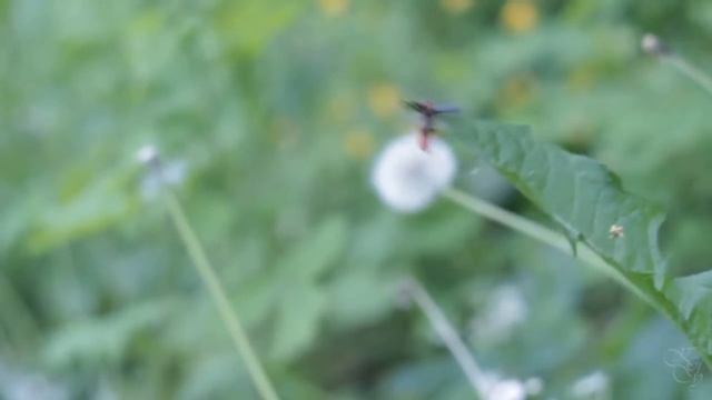 Slomo Bug смотреть онлайн