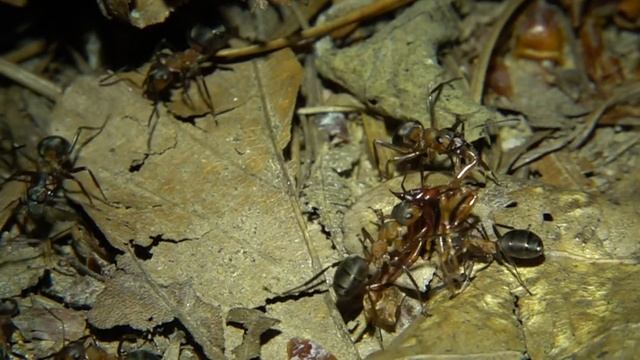Ants transport spider. Ameisen transportieren Spinne смотреть онлайн