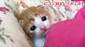 Приколы с котами! С озвучкой! НАШИ смешные кошки и собачки! ЛЮБИМЫЕ смешные животные!