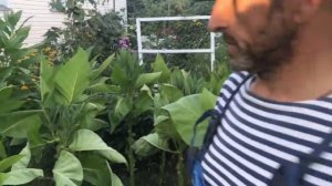 КАК ВЫРАСТИТЬ ТАБАК У СЕБЯ НА ОГОРОДЕ?