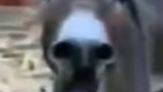 Осел ржет